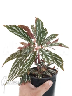 Begonia Hemsleyana Type B1 -Green Haven Sales Store Begonia hemsleyana variegata typeB2 2