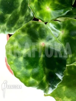 Begonia Kingiana