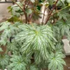 Begonia Malipoensis