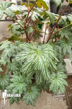 Begonia Malipoensis