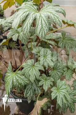 Begonia Malipoensis 8 Begonia Malipoensis -Green Haven Sales Store Begonia malipoensis 2