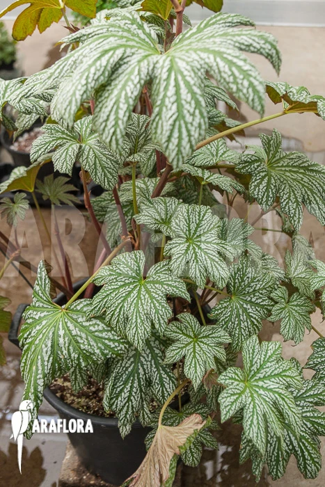 Begonia Malipoensis 4 Begonia Malipoensis - Image 4