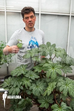 Begonia Malipoensis 7 Begonia Malipoensis -Green Haven Sales Store Begonia malipoensis 3