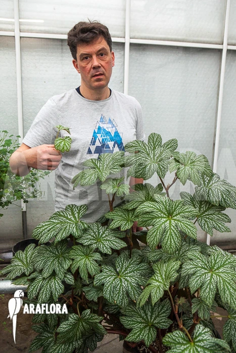 Begonia Malipoensis 3 Begonia Malipoensis - Image 3