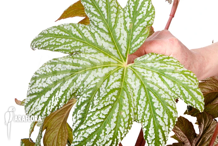 Begonia Malipoensis 2 Begonia Malipoensis - Image 2