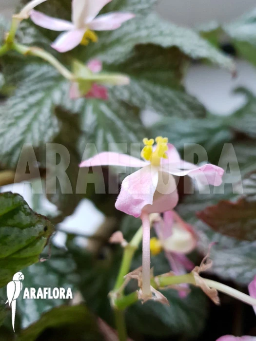 Begonia Malipoensis 5 Begonia Malipoensis - Image 5