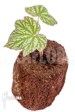 Begonia Malipoensis 'Starter'