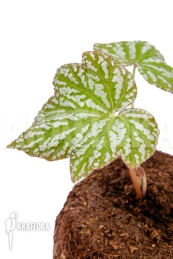 Begonia Malipoensis 'Starter' -Green Haven Sales Store Begonia malipoensis Starter 2