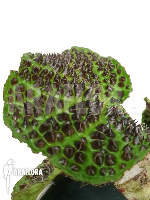 Begonia Melanobullata 2 Begonia Melanobullata - Image 2