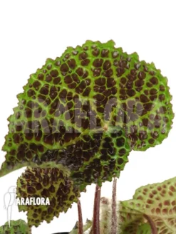 Begonia Melanobullata 7 Begonia Melanobullata -Green Haven Sales Store Begonia melanobullata 3