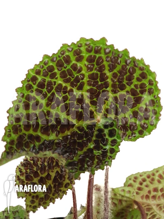 Begonia Melanobullata 3 Begonia Melanobullata - Image 3