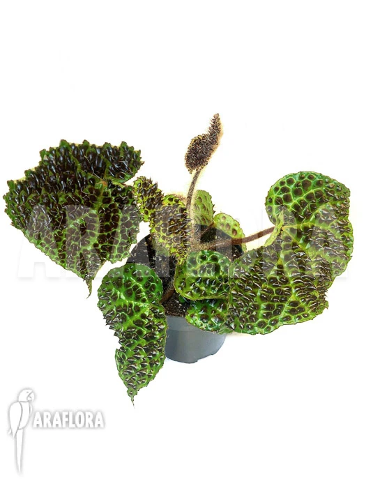 Begonia Melanobullata 4 Begonia Melanobullata - Image 4