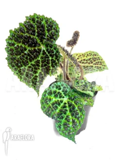 Begonia Melanobullata 9 Begonia Melanobullata -Green Haven Sales Store Begonia melanobullata 5