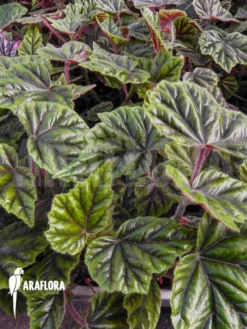 Begonia Metallica -Green Haven Sales Store Begonia metallica 5