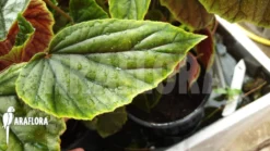 Begonia Metallica -Green Haven Sales Store Begonia metallica 6