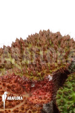 Begonia Nahangensis 'XL'