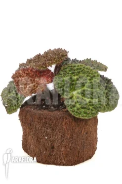 Begonia Nahangensis 'XL' -Green Haven Sales Store Begonia nahangensis XL 2