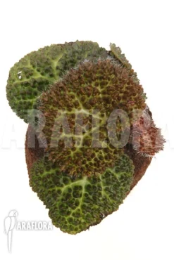 Begonia Nahangensis 'XL' -Green Haven Sales Store Begonia nahangensis XL 3