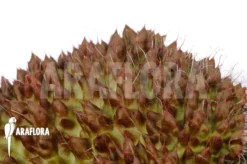 Begonia Nahangensis 'XL' -Green Haven Sales Store Begonia nahangensis XL 5