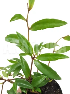 Begonia Oxyanthera (syn B. Jussiaeicarpa)