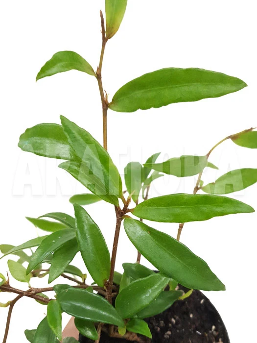 Begonia Oxyanthera (syn B. Jussiaeicarpa) 1 Begonia Oxyanthera (syn B. Jussiaeicarpa)