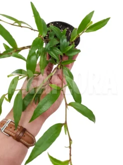 Begonia Oxyanthera (syn B. Jussiaeicarpa) 5 Begonia Oxyanthera (syn B. Jussiaeicarpa) -Green Haven Sales Store Begonia oxyanthera 2