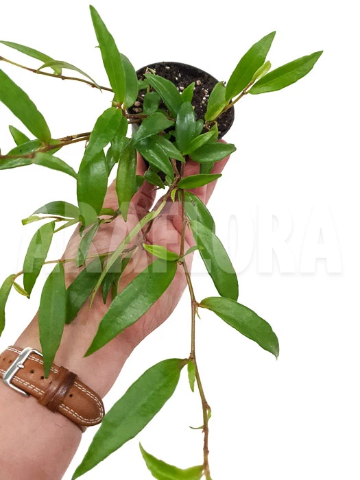 Begonia Oxyanthera (syn B. Jussiaeicarpa) 3 Begonia Oxyanthera (syn B. Jussiaeicarpa) - Image 3