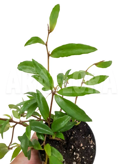 Begonia Oxyanthera (syn B. Jussiaeicarpa) 2 Begonia Oxyanthera (syn B. Jussiaeicarpa) - Image 2