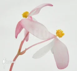 Begonia Peacock Begonia 'Begonia Pavonina'