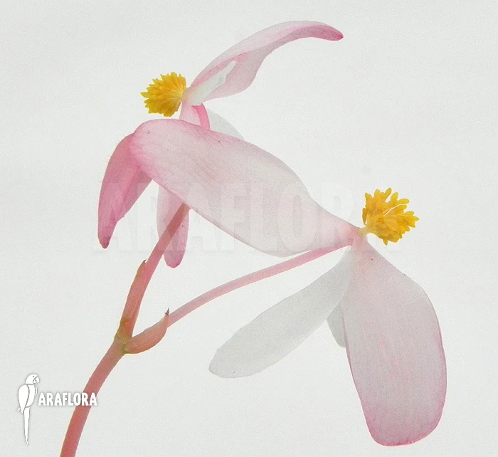 Begonia Peacock Begonia 'Begonia Pavonina' 1 Begonia Peacock Begonia 'Begonia Pavonina'