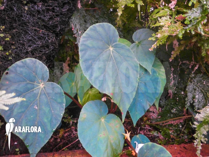 Begonia Peacock Begonia 'Begonia Pavonina' 3 Begonia Peacock Begonia 'Begonia Pavonina' - Image 3