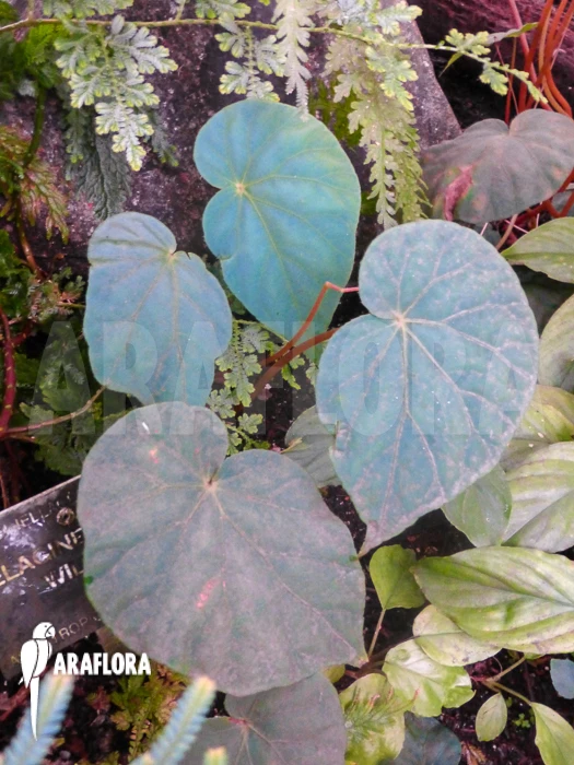 Begonia Peacock Begonia 'Begonia Pavonina' 2 Begonia Peacock Begonia 'Begonia Pavonina' - Image 2