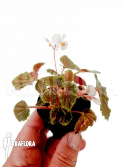 Begonia Schmidtiana -Green Haven Sales Store Begonia schmidtiana 2