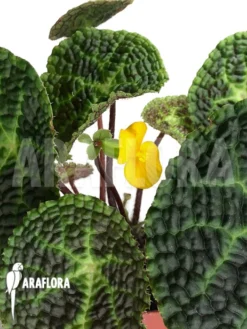 Begonia Sp Africa 'XL'