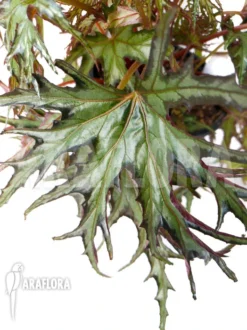 Begonia Species 'India U614'