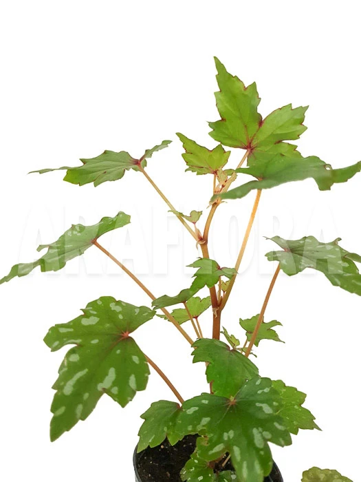 Begonia Species South-Africa 1 Begonia Species South-Africa