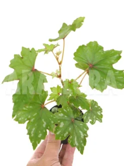 Begonia Species South-Africa 7 Begonia Species South-Africa -Green Haven Sales Store Begonia sp South Africa 2