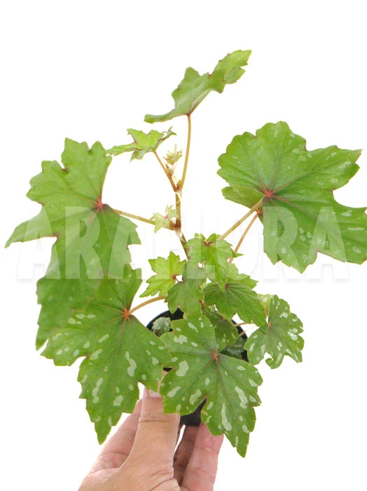 Begonia Species South-Africa 4 Begonia Species South-Africa - Image 4