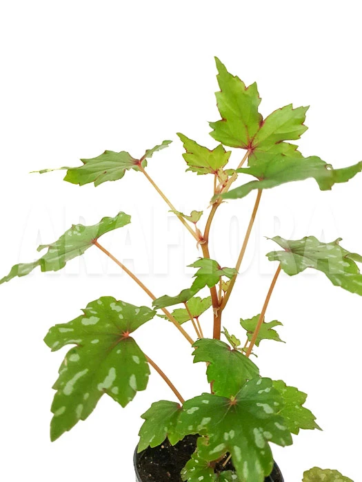 Begonia Species South-Africa 3 Begonia Species South-Africa - Image 3