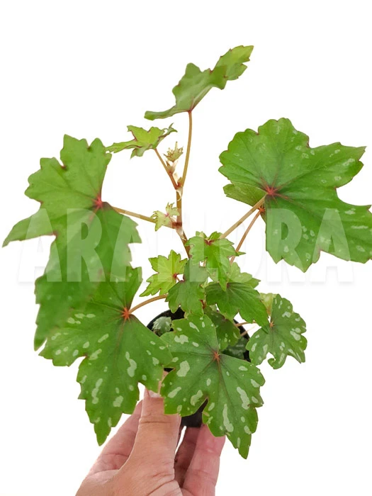 Begonia Species South-Africa 2 Begonia Species South-Africa - Image 2