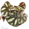 Begonia Species Ngoc Lac