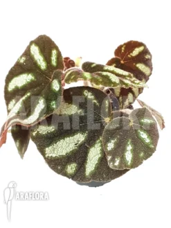 Begonia Species Ngoc Lac