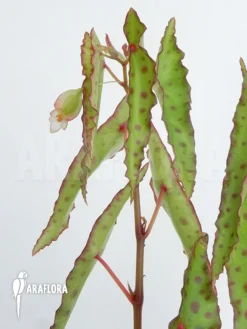 Begonia Amphioxus 'Butterfly' -Green Haven Sales Store Begonia species Butterfly 1