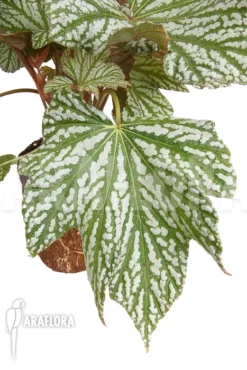 Begonia X 'Silver Maples'