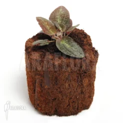 Bertolonia Marmorata -Green Haven Sales Store Bertolonia marmorata 2