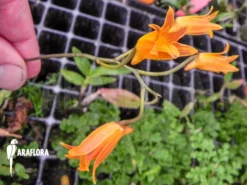 Orchid 'Bifrenaria Aureo-fulva' -Green Haven Sales Store Bifrenaria aureo fulva 2