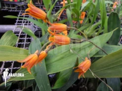 Orchid 'Bifrenaria Aureo-fulva' -Green Haven Sales Store Bifrenaria aureo fulva 3