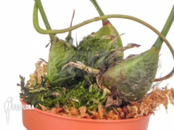 Orchid 'Bifrenaria Aureo-fulva' -Green Haven Sales Store Bifrenaria aureo fulva 4