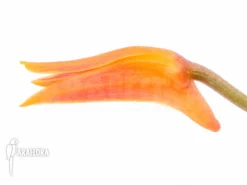 Orchid 'Bifrenaria Aureo-fulva' -Green Haven Sales Store Bifrenaria aureo fulva 5