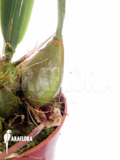 Orchid 'Bifrenaria Aureo-fulva' Starter' -Green Haven Sales Store Bifrenaria aureo fulva Starter 2